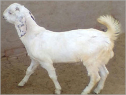 White Sojat Goat Gender: Female