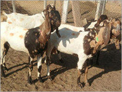 Brown & Black & White Totapari She Goat