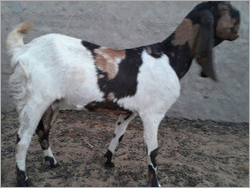 Brown & Black & White Totapari He Goat