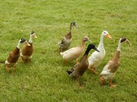 Indian Ducks