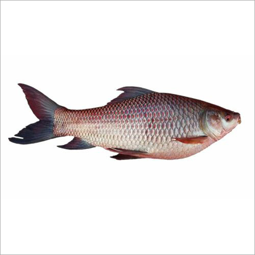 Fresh Rohu Fish