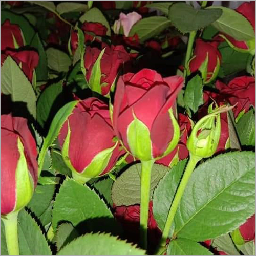 Fresh Red Rose Shelf Life: 6 Days