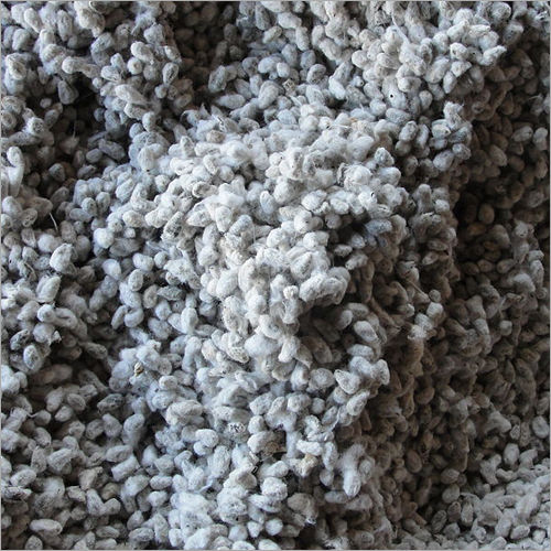 Organic Natural Cotton Seed