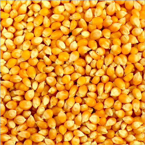 Organic Yellow Maize Grain