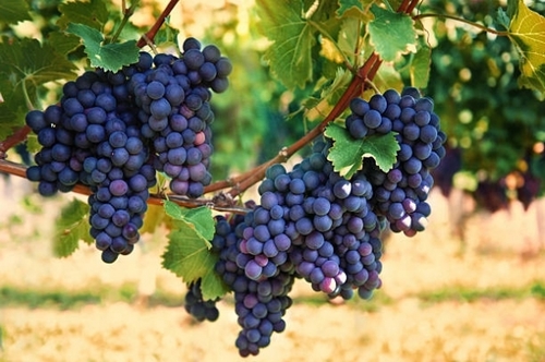 Organic Black Grape