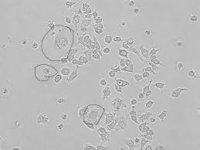 J-774 Cell line