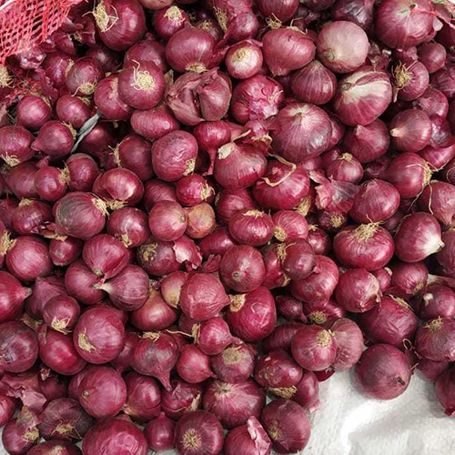 Bangalore Rose Onion