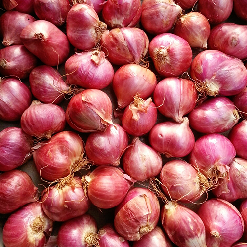 Podisu Hybrid Shallot Onion