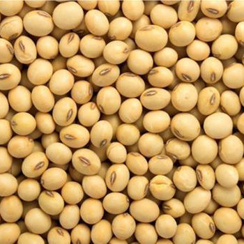 Yellow Soya Bean