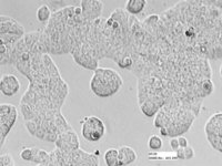 HT-29 Cell Line
