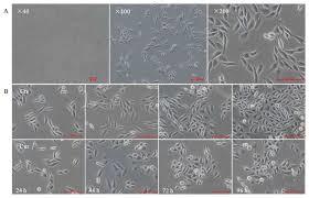 Hek-293 Cell Line