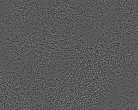 Raw Cell Line