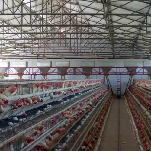 Poultry Trolley Feeding system