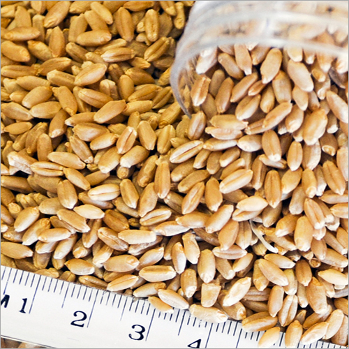 Organic Wheat Organic Wheat