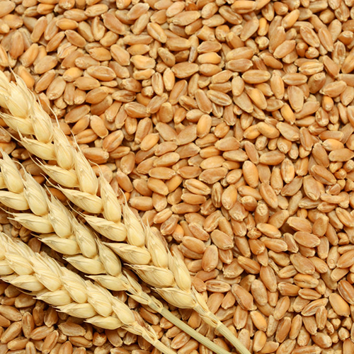 Pure Wheat Grain Pure Wheat Grain