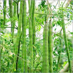 Fresh Drumstick - Organic Green Vegetables | Shelf Life Up to 30 Days, Store in Dry Place, Ideal for Food Industry Applications