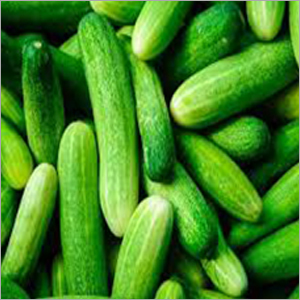Fresh Cucumber - Organic, 95% Moisture | Green Color, Ideal for Storage in Dry Place, Delivery Time Varies by Order Location