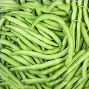 Fresh Beans - Organic Green Beans, 6-8% Moisture | Suitable for Food Industry, Store in a Dry Place
