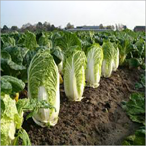 Cabbage