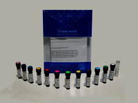 cd11b antibody