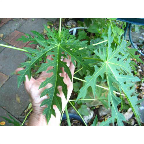 Papaya Leaves