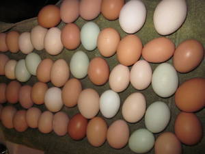Fresh Farm Eggs Premium Grade From Netherlands