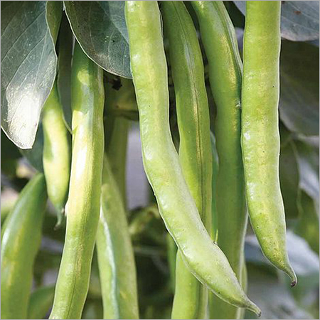 Broad Beans