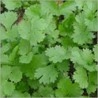 Fresh Coriander