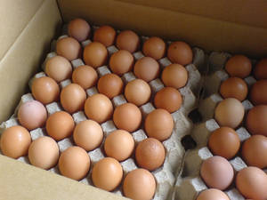 Top Quality Fresh Chicken Table Eggs & Fertilized