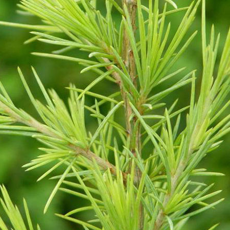 Cedarwood Himalayan Floral Water