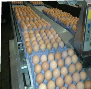 Fresh Table Eggs for Sale