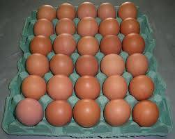 Hatching Chicken Eggs