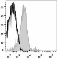 cd53 antibody