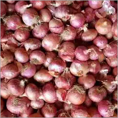 Big Red Onion Shelf Life: 2 To 3 Months