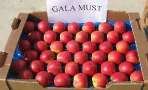 Fresh Red Royal Gala Apples