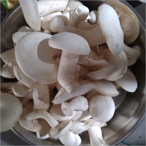 Milky Natural Mushroom