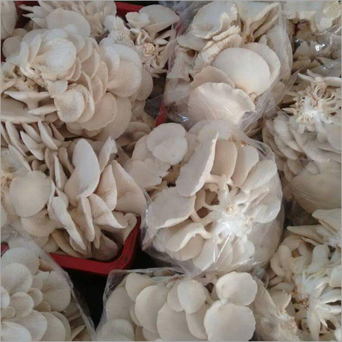 Fresh Mushroom