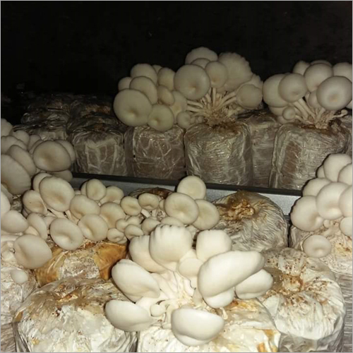 Fresh Milky Mushroom