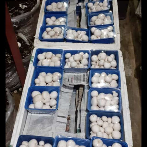 Fresh Button Mushroom