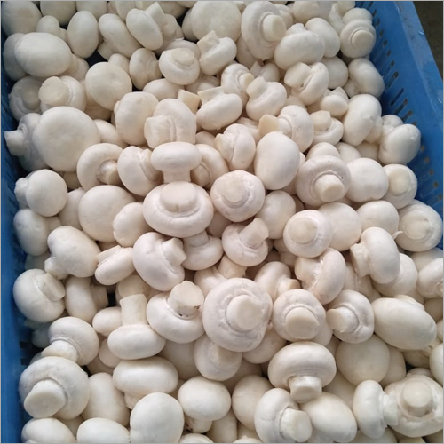 Button Mushroom