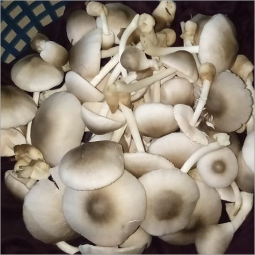 Paddy Straw Mushroom