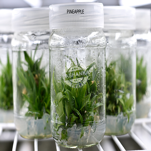 Tissue Culture Pineapple Plant Manufacturer,Tissue Culture Pineapple