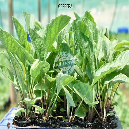 Tissue Culture Gerbera Plant