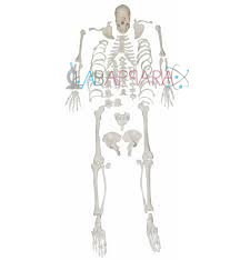 Disarticulated Skeleton (Fibre models)