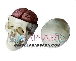 Skull Model with 8 Parts Brain (Fibre Glass models)