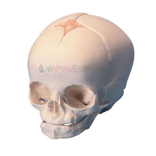 Human Fetal Skull (Fibre Glass Models)