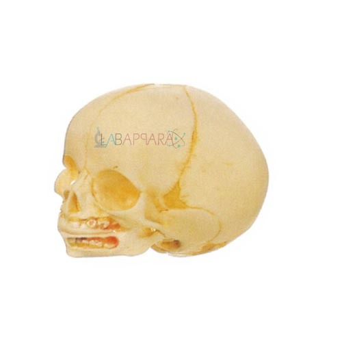 Infant Skull (Fibre Glass Model)