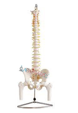 Vertebral with Pelvis & Femur Heads (Fibre Glass Model)