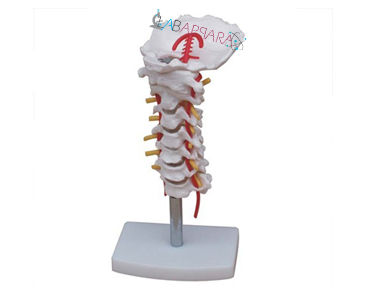 Cervical Vertebral Column with Neck Artery (Model)