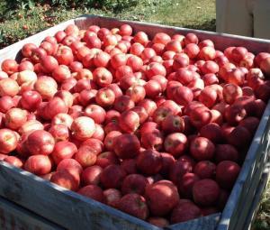 Fresh Royal Gala, Fuji, Golden Delicious, Red apples